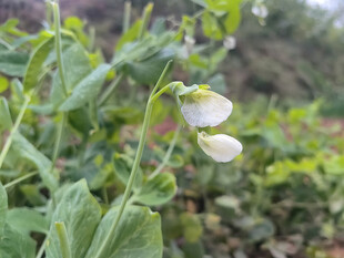 田间绽放的白色豌豆花