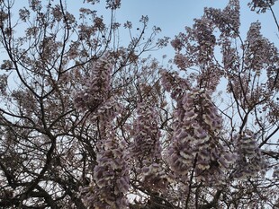 枝头繁花绽 春日好风光
