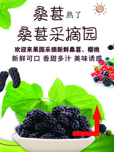桑葚采摘园