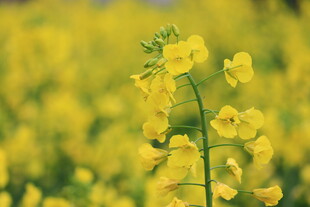 油菜花