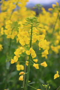 油菜花