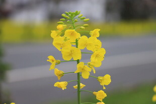 油菜花
