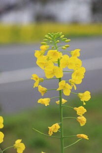 油菜花
