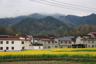 油菜花