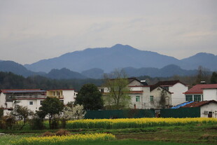 油菜花
