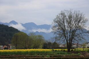 油菜花