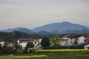 油菜花