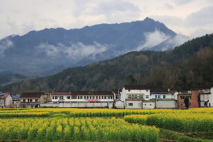 油菜花