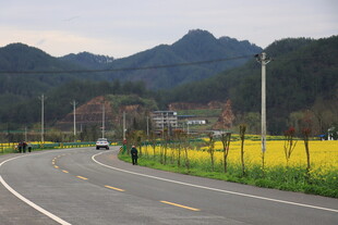 油菜花