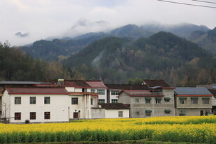 油菜花