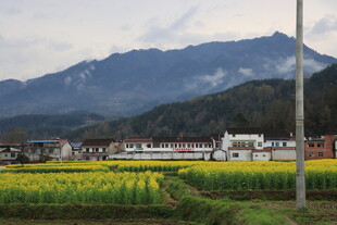 油菜花