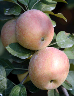 枝头粉嫩饱满的成熟苹果