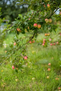 枝头硕果累累的苹果树