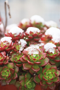 覆雪多肉植物
