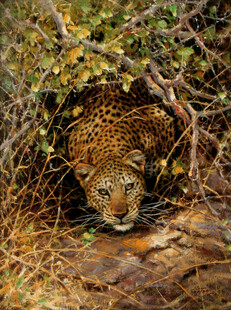 草丛中隐匿的花豹