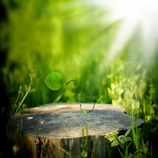 树桩新生苗绿意盎然