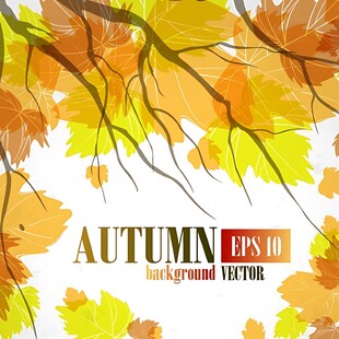 秋季树叶背景图