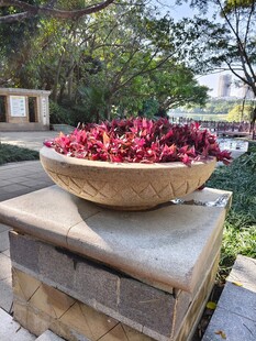 石台上大碗盛放的红植物