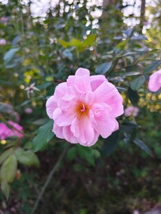 娇艳粉色蔷薇绽放