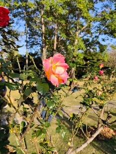 阳光下绽放的玫瑰