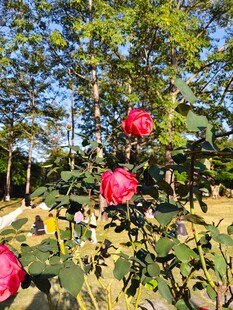 阳光下绽放的艳丽红山茶