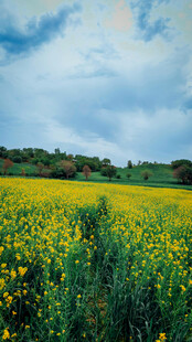 金黄油菜花田的美丽景致