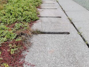 人行道上的绿植与排水口