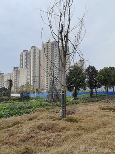 城郊荒地与远处高楼景观