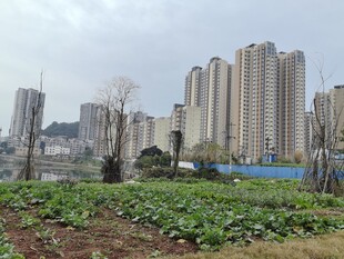 城市高楼旁的田园景象