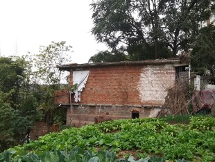 乡村旧屋旁的绿植景观