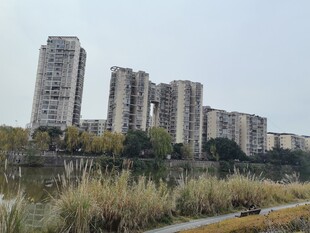 城郊住宅区旁的野生草丛