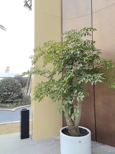 室内绿植盆栽景观