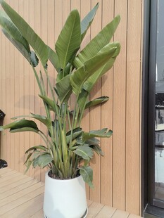 室内绿植盆栽生机盎然