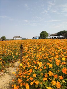 花田