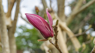 绽放的紫玉兰 木兰花