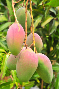 枝头饱满的新鲜芒果