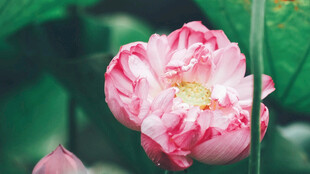 娇艳欲滴的粉色荷花