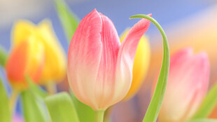 娇艳郁金香绽放于蓝天