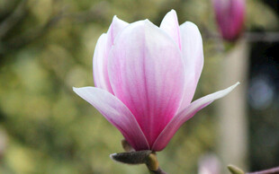 粉白玉兰花绽放