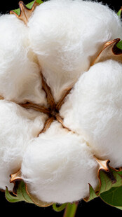 棉花