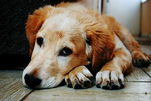 趴着的金毛犬