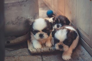 可爱幼犬依偎在一起