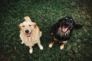两只萌犬快乐地坐在草地