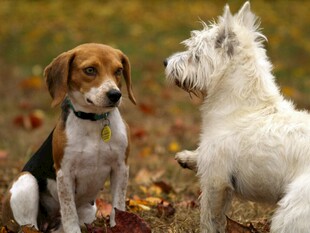 两只萌犬对视瞬间