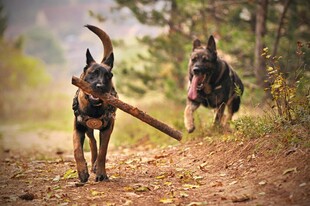 两犬扛木奔跑于林间小道