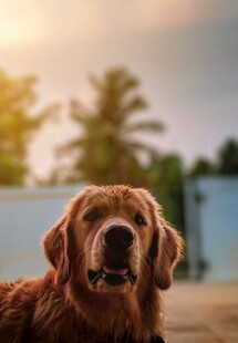 阳光下的金毛犬