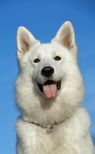 可爱白犬吐舌咧嘴笑