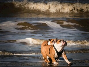 海边嬉戏的可爱斗牛犬