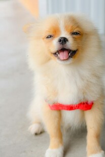 微笑的博美犬