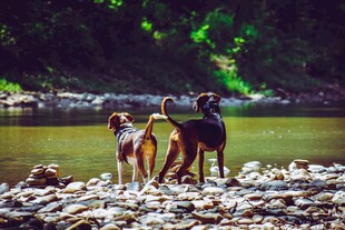 河边双犬眺望美丽景致